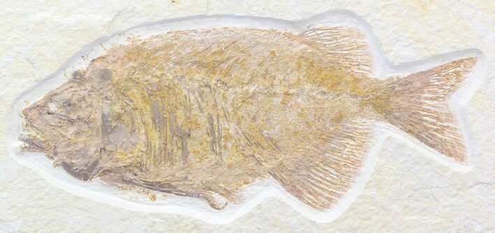 Nice Phareodus Fish Fossil - Wyoming #44536